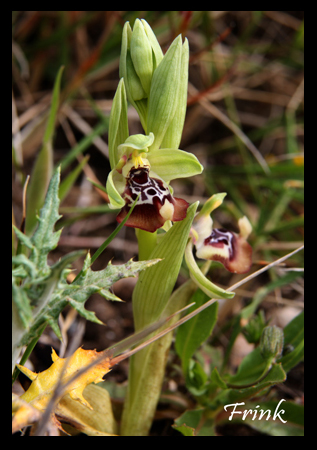 le mie prime Ophrys oxyrrhynchos ?